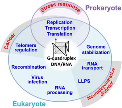 Essential Roles and Risks of G-Quadruplex Regulation: Recognition Targets of ALS-Linked TDP-43 and FUS